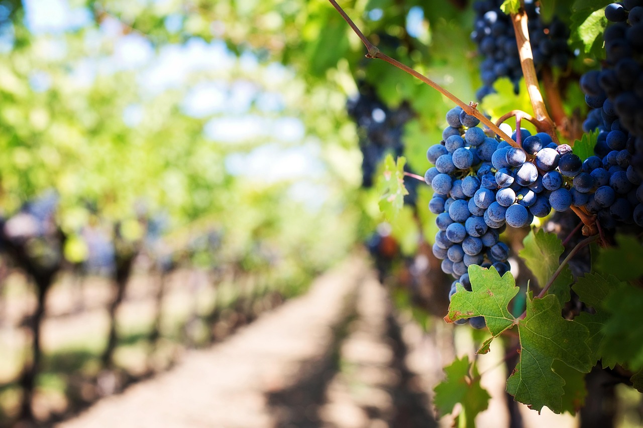 Grapes