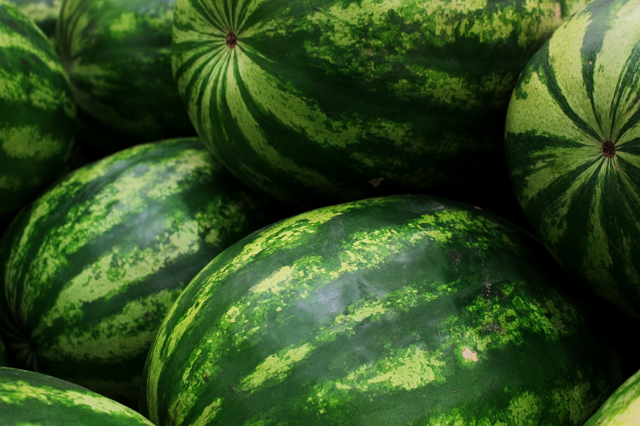 Watermelon Harvest