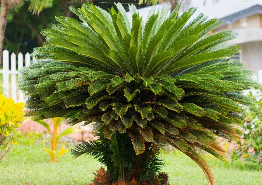 Cycas Palm