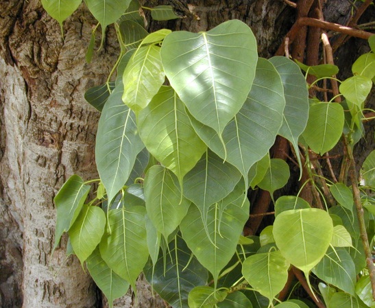 Peepal Tree Plant
